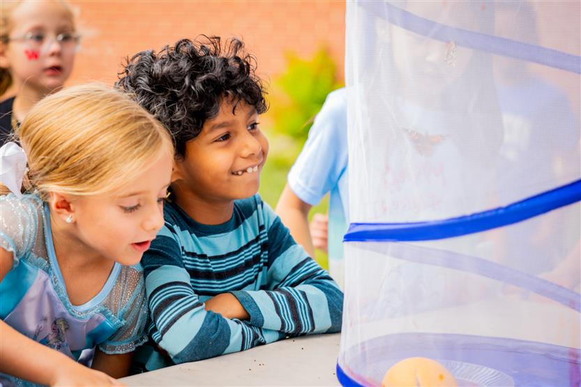 Students look a butterflies